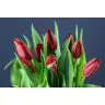 Tulip Strong Love