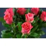 Roses Pink Tacazzi