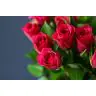 Roses Fuchsiana