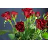 Roses Ever Red 50cm