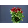 Roses Ever Red 50cm