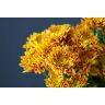 Chrysantemum Bartoli