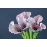 Calla Captain Violetta