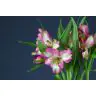 Alstromeria Leone