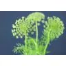 Ammimajus Visnaga
