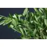 Olive Tree Branch