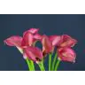 Calla Zazu