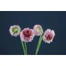 Scabiosa Marshmelow Scoop