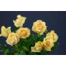 Roses Avalanche Peach