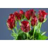 Roses Revolution