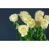 Roses Victoria Peach