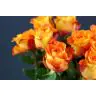 Roses Careless Whisper