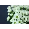 Chrysantemum Chic
