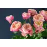 Roses Victorian Classic