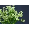 Astrantia Billion Stars
