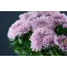 Chrysantemum 1H Etrusko