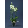 Орхидея "PHALAENOPSIS"