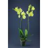 Орхидея "PHALAENOPSIS"