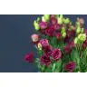 Lizantes Arosa Red (Lugt)