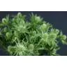 Eryngium White
