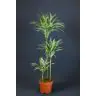 Dracaena Warneckei 160cm