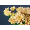 Chrysantemum  Baltica Salmon