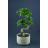 FICUS GINSENG Dec.Pod