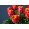 Roses Midnight Sun
