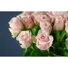 Roses Lazise