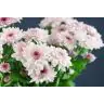 Chrysantemum Royce Lovely