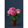 Hortensia/Hydrangea p12