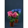 Hortensia/Hydrangea p12
