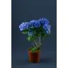 Hortensia/Hydrangea p12
