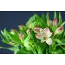 Alstromeria Ishii