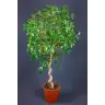 Fikuss 140cm (Ficus Benjam Exotic Stam)