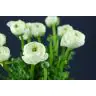 Ranunculus white