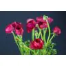 Ranunculus hot pink