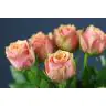 Roses  Wild Look