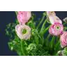 Ranunculus pink
