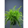 Nephrolepis