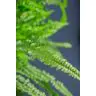 Nephrolepis