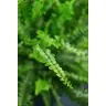 Nephrolepis