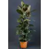 Ficus Abidjan