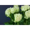 Roses Juwena