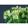 Alstromeria Jennifer