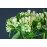 Alstromeria Jennifer