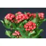 Bouvardia Diamond Coral