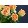 Roses Moyhe