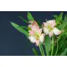 Alstromeria Dubai