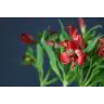 Alstromeria Lovely